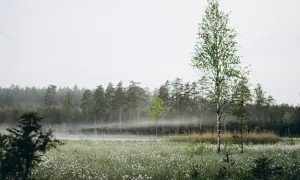 En dimmig morgon i en äng full av dunbollar, med en skog i bakgrunden. Det känns som en plats där en saga kan börja.