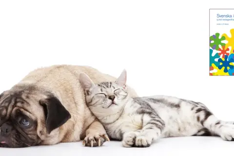 A pug dog and a cat sleeping together, with a book cover featuring colorful shapes.