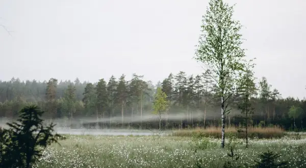 En dimmig morgon i en äng full av dunbollar, med en skog i bakgrunden. Det känns som en plats där en saga kan börja.
