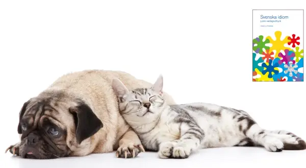 A pug dog and a cat sleeping together, with a book cover featuring colorful shapes.