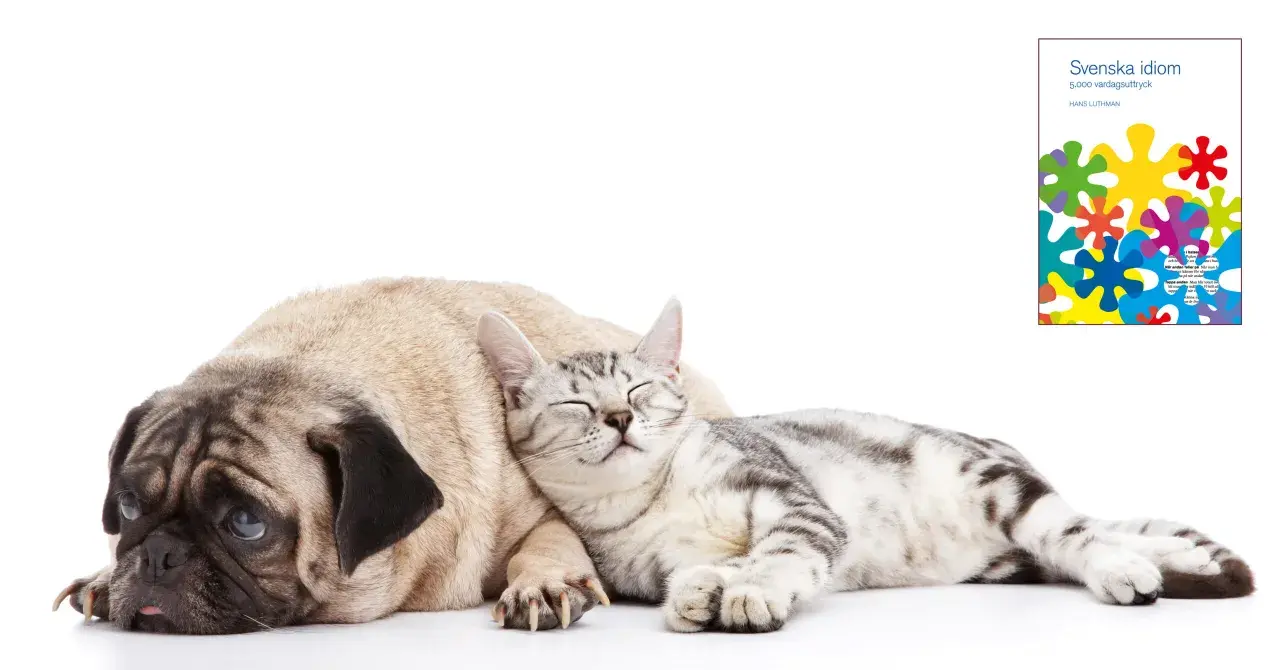 A pug dog and a cat sleeping together, with a book cover featuring colorful shapes.