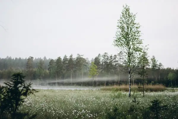 En dimmig morgon i en äng full av dunbollar, med en skog i bakgrunden. Det känns som en plats där en saga kan börja.